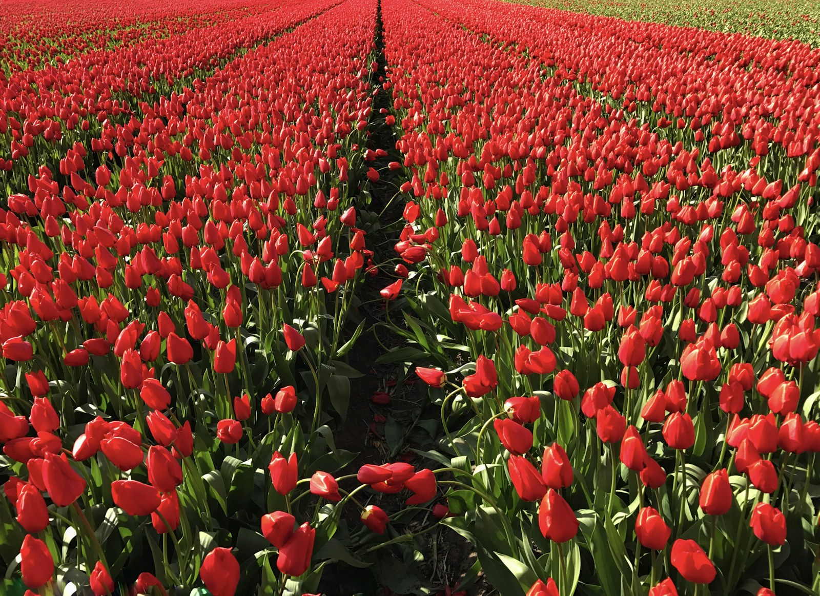 A field of red tulips